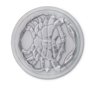 Crab Trivet 10